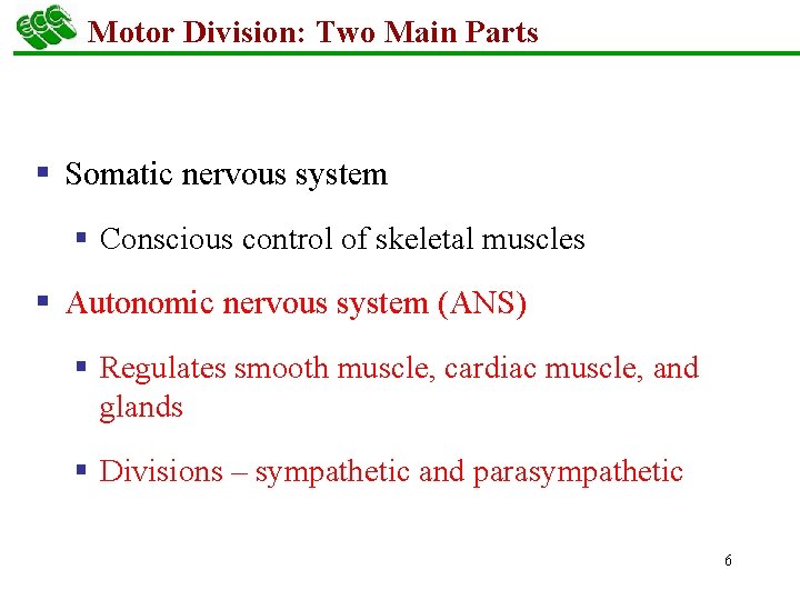 Motor Division: Two Main Parts § Somatic nervous system § Conscious control of skeletal