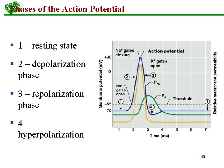 Phases of the Action Potential § 1 – resting state § 2 – depolarization