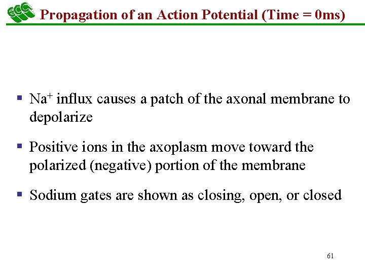 Propagation of an Action Potential (Time = 0 ms) § Na+ influx causes a