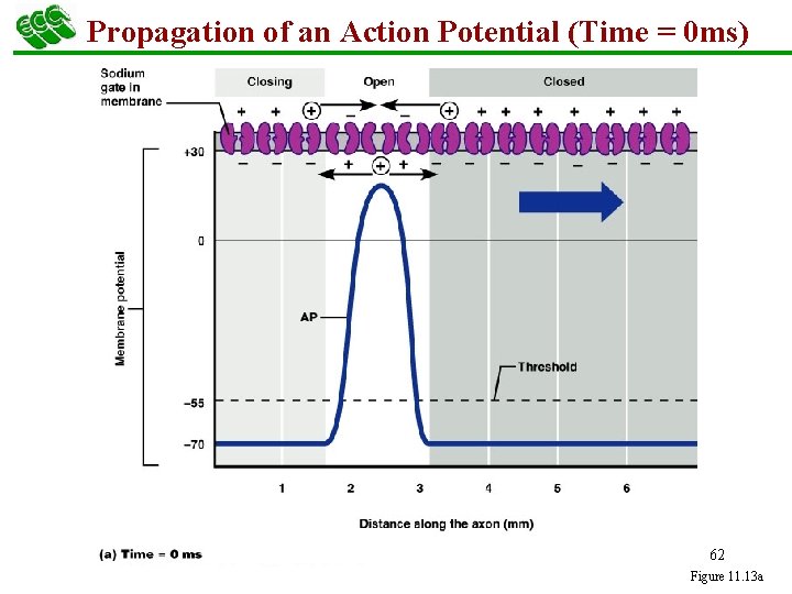 Propagation of an Action Potential (Time = 0 ms) 62 Figure 11. 13 a