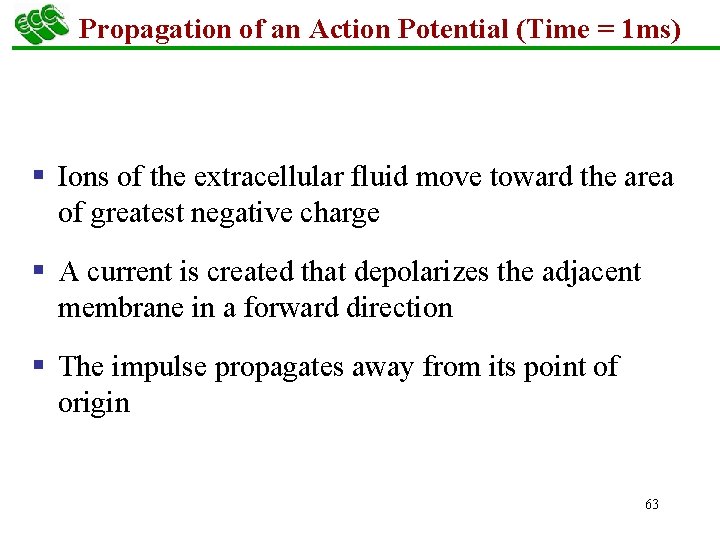 Propagation of an Action Potential (Time = 1 ms) § Ions of the extracellular