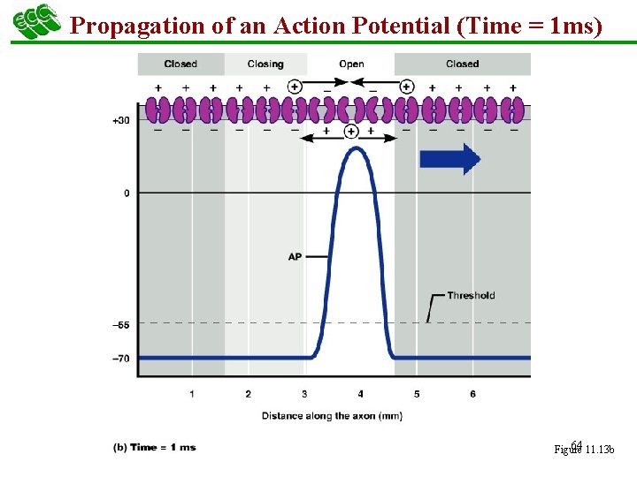 Propagation of an Action Potential (Time = 1 ms) 64 11. 13 b Figure