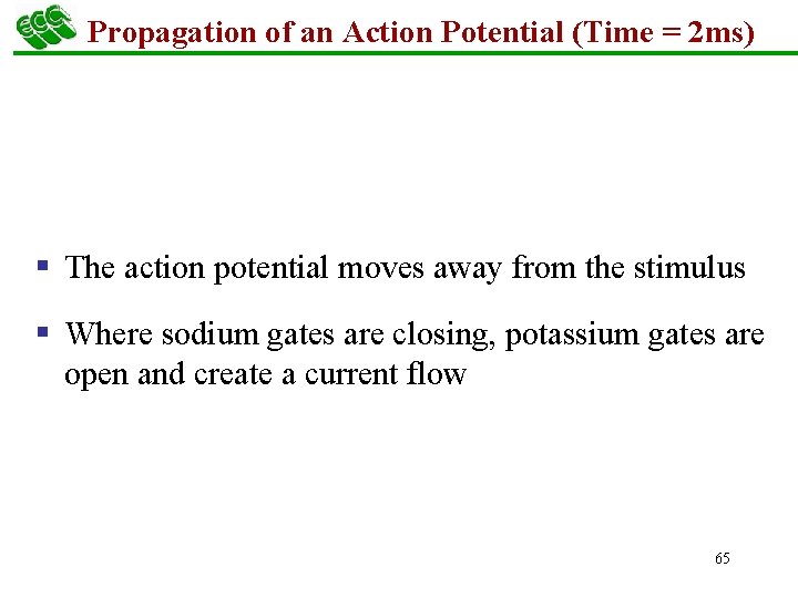 Propagation of an Action Potential (Time = 2 ms) § The action potential moves