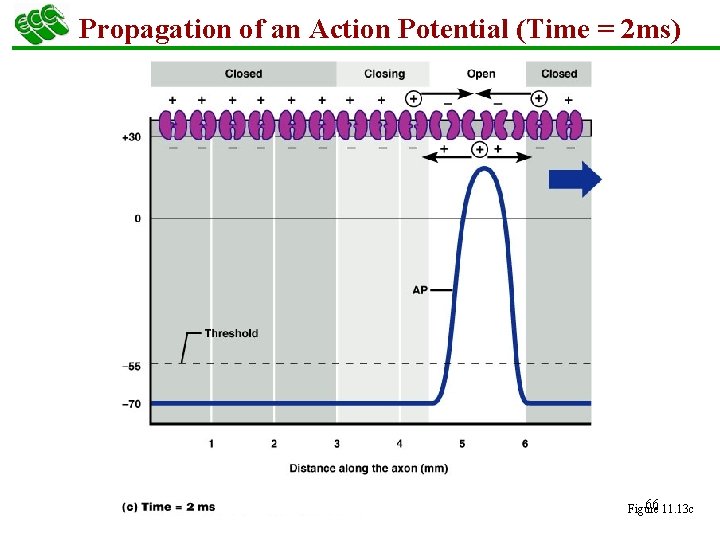 Propagation of an Action Potential (Time = 2 ms) 66 11. 13 c Figure