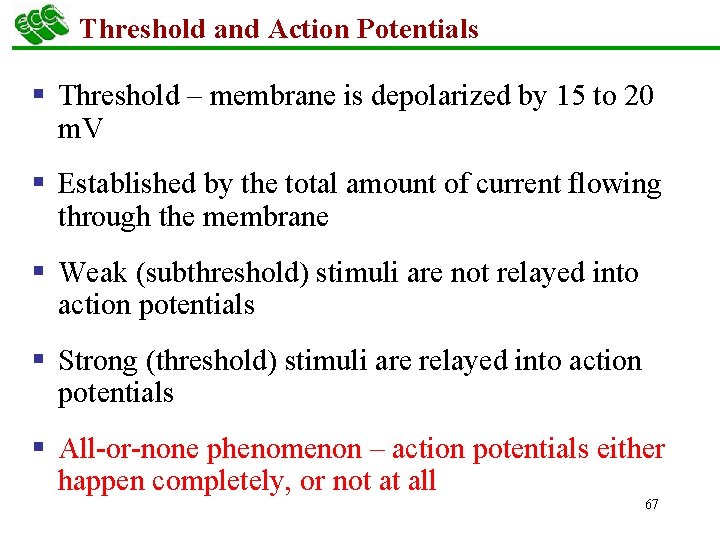 Threshold and Action Potentials § Threshold – membrane is depolarized by 15 to 20