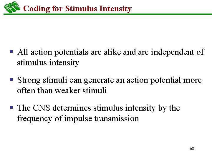 Coding for Stimulus Intensity § All action potentials are alike and are independent of