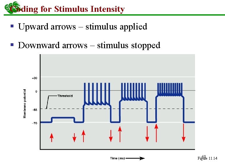 Coding for Stimulus Intensity § Upward arrows – stimulus applied § Downward arrows –