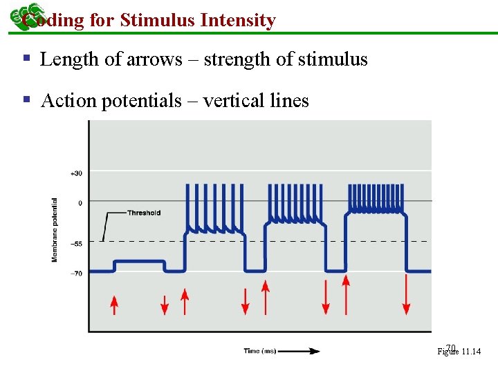 Coding for Stimulus Intensity § Length of arrows – strength of stimulus § Action