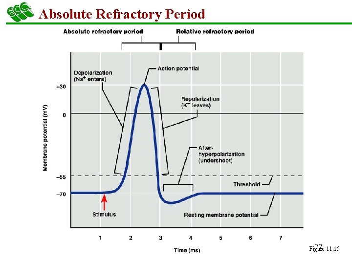 Absolute Refractory Period 72 11. 15 Figure 