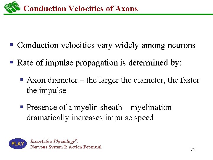 Conduction Velocities of Axons § Conduction velocities vary widely among neurons § Rate of