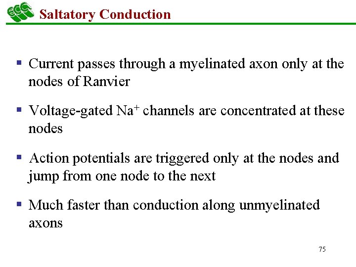Saltatory Conduction § Current passes through a myelinated axon only at the nodes of