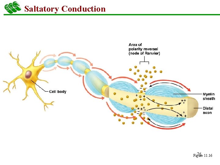 Saltatory Conduction 76 11. 16 Figure 