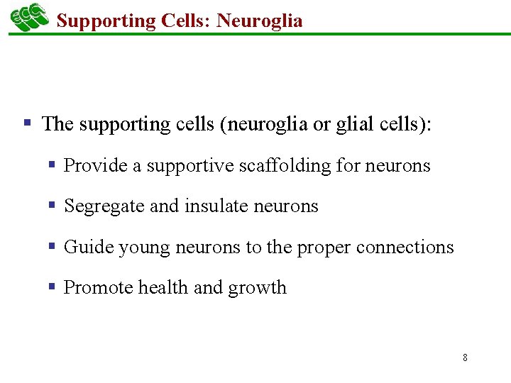 Supporting Cells: Neuroglia § The supporting cells (neuroglia or glial cells): § Provide a