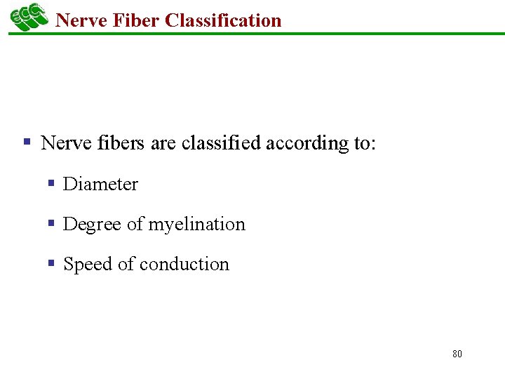 Nerve Fiber Classification § Nerve fibers are classified according to: § Diameter § Degree