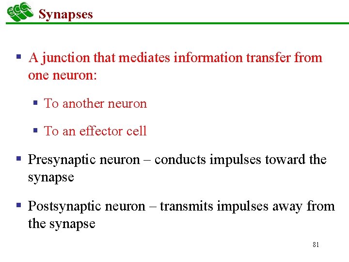 Synapses § A junction that mediates information transfer from one neuron: § To another