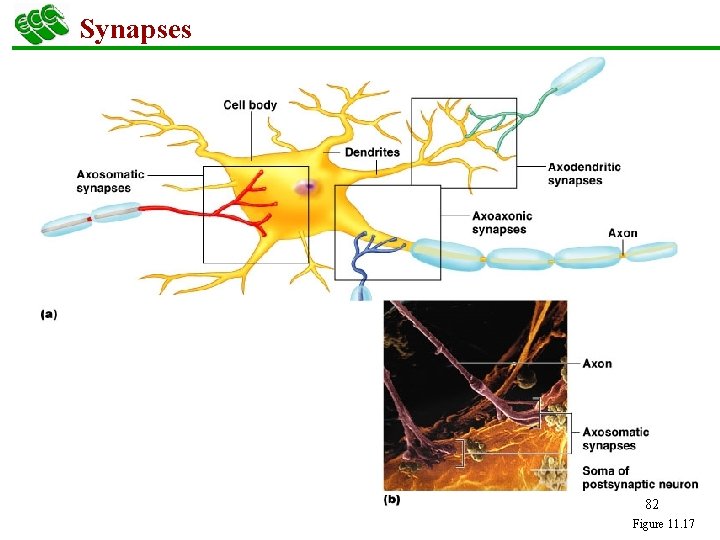 Synapses 82 Figure 11. 17 
