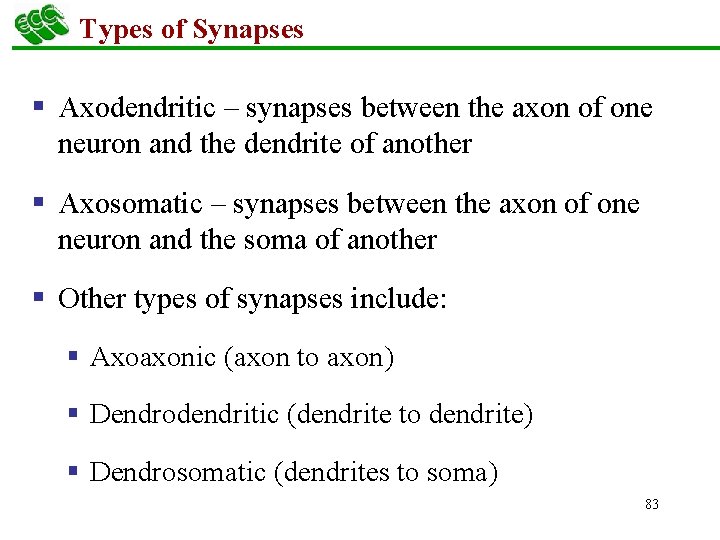 Types of Synapses § Axodendritic – synapses between the axon of one neuron and