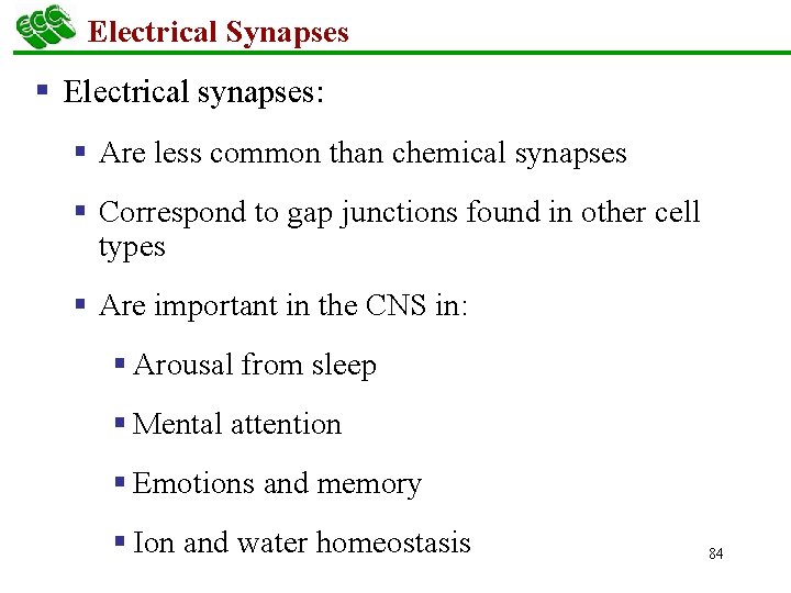 Electrical Synapses § Electrical synapses: § Are less common than chemical synapses § Correspond