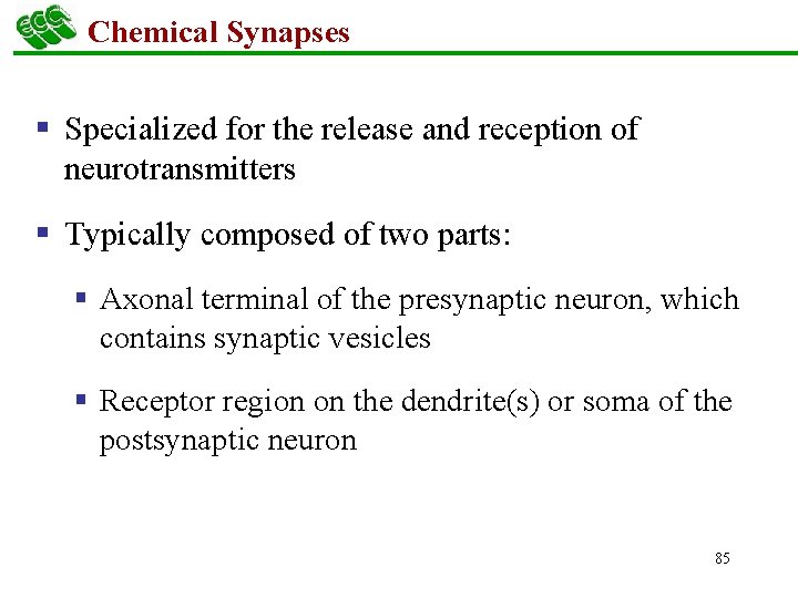 Chemical Synapses § Specialized for the release and reception of neurotransmitters § Typically composed