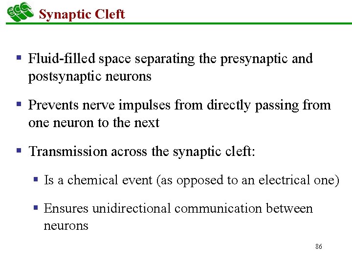 Synaptic Cleft § Fluid-filled space separating the presynaptic and postsynaptic neurons § Prevents nerve