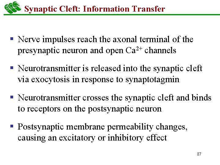 Synaptic Cleft: Information Transfer § Nerve impulses reach the axonal terminal of the presynaptic