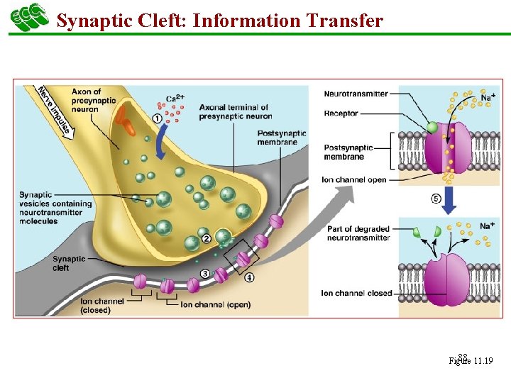 Synaptic Cleft: Information Transfer 88 11. 19 Figure 