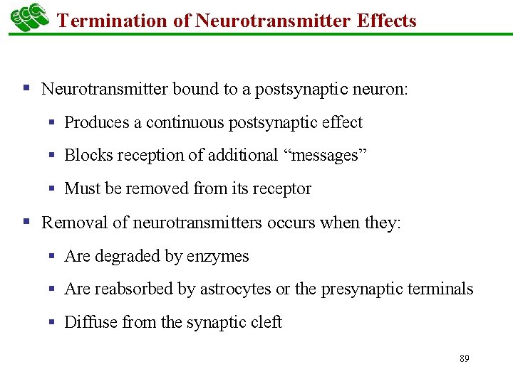 Termination of Neurotransmitter Effects § Neurotransmitter bound to a postsynaptic neuron: § Produces a