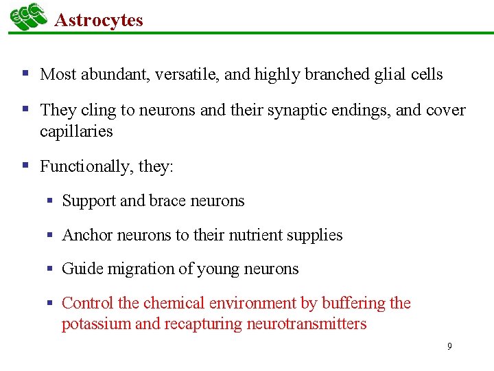 Astrocytes § Most abundant, versatile, and highly branched glial cells § They cling to