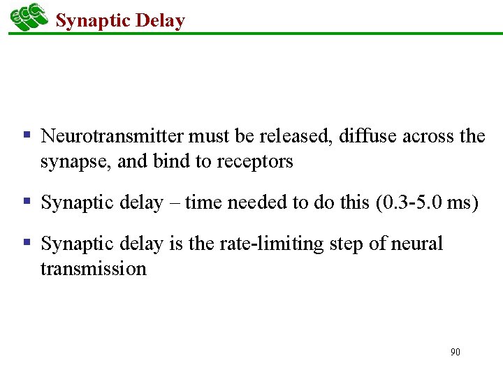 Synaptic Delay § Neurotransmitter must be released, diffuse across the synapse, and bind to