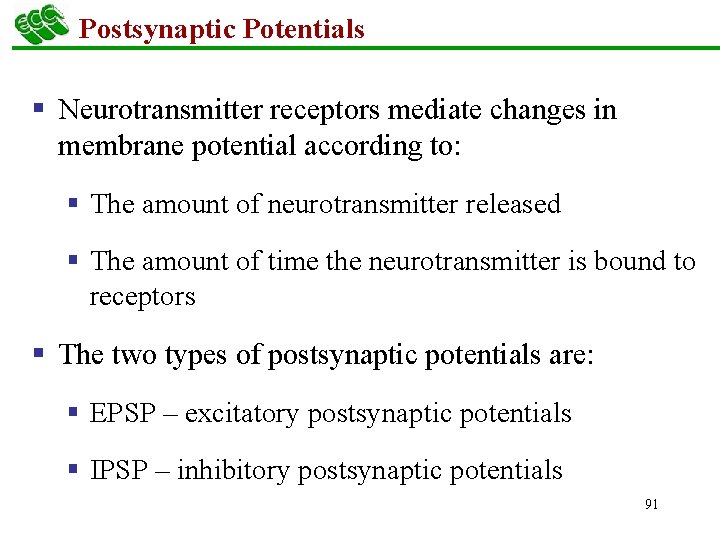 Postsynaptic Potentials § Neurotransmitter receptors mediate changes in membrane potential according to: § The