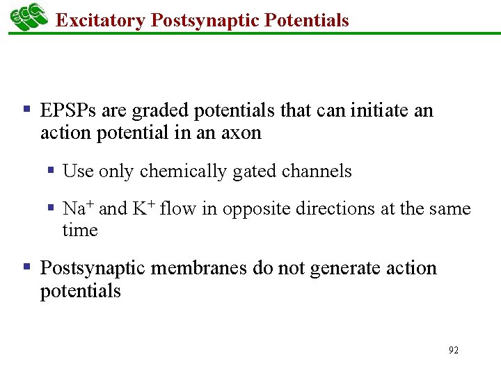 Excitatory Postsynaptic Potentials § EPSPs are graded potentials that can initiate an action potential