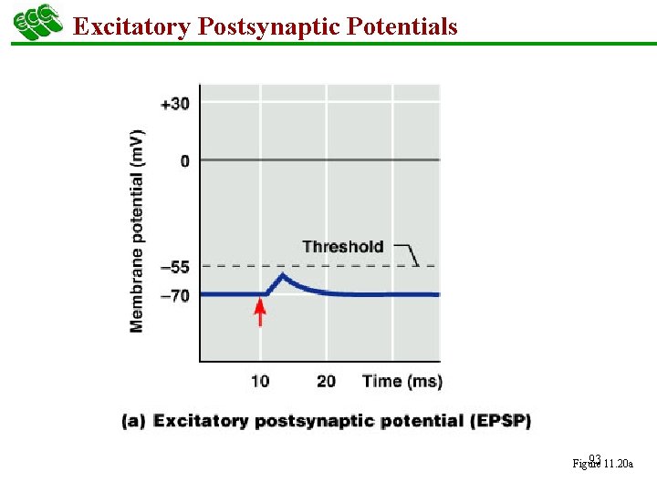 Excitatory Postsynaptic Potentials 93 11. 20 a Figure 