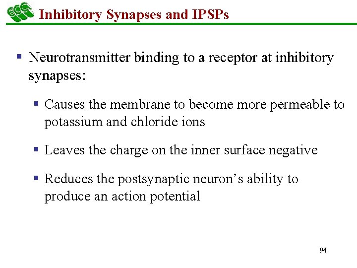 Inhibitory Synapses and IPSPs § Neurotransmitter binding to a receptor at inhibitory synapses: §