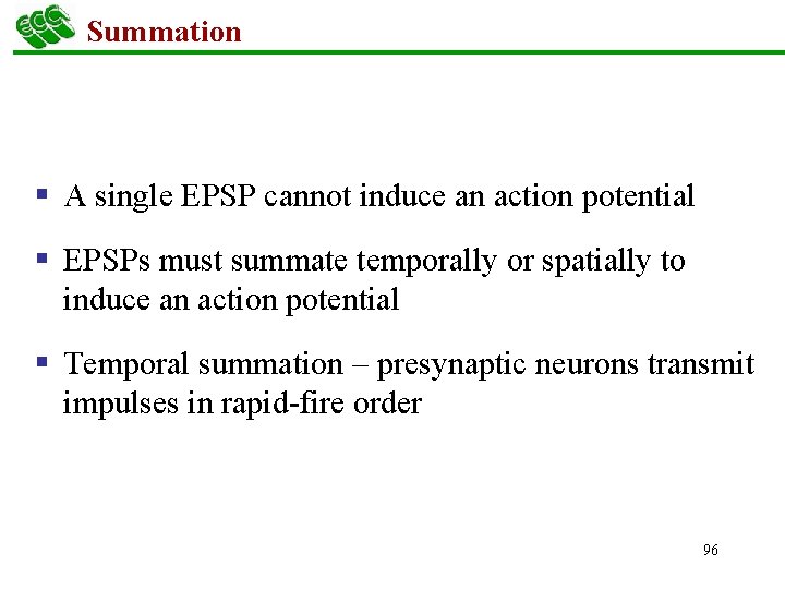 Summation § A single EPSP cannot induce an action potential § EPSPs must summate