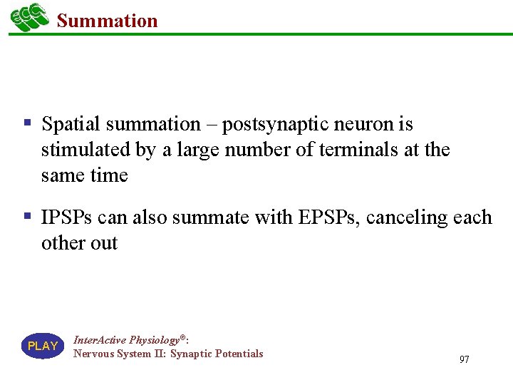 Summation § Spatial summation – postsynaptic neuron is stimulated by a large number of