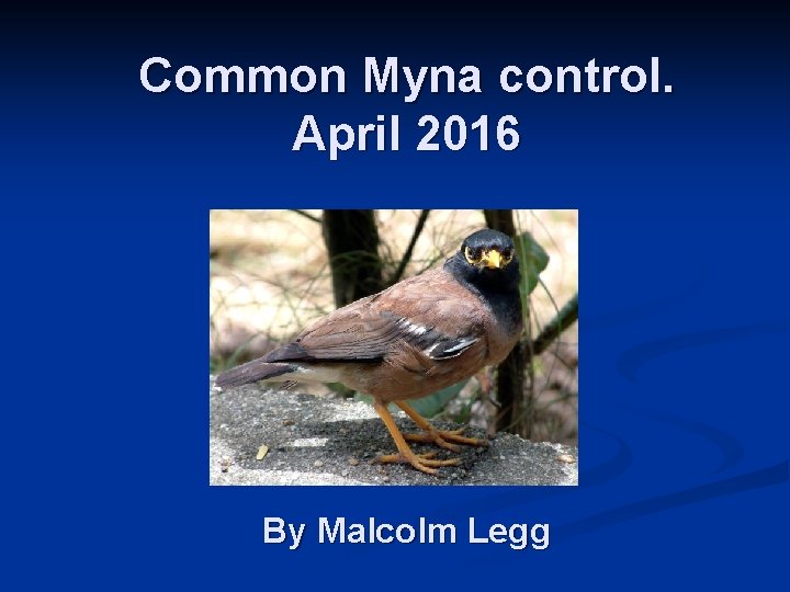 Common Myna control. April 2016 By Malcolm Legg 