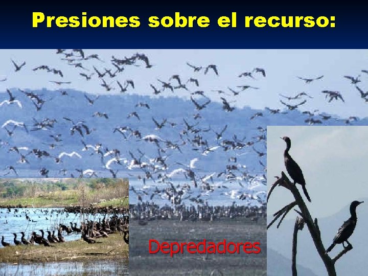 Presiones sobre el recurso: Depredadores 