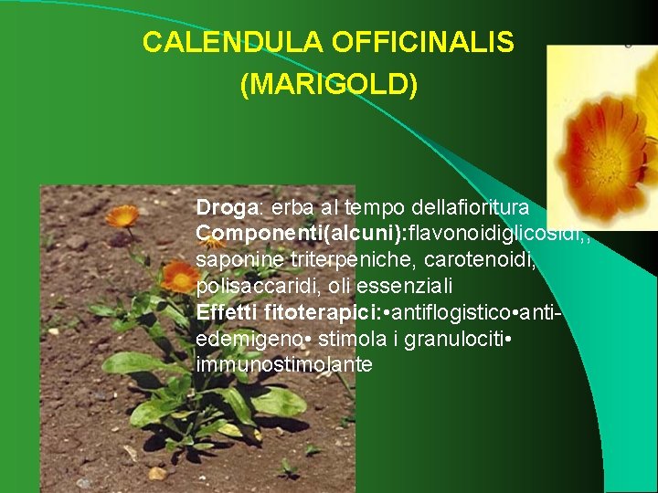 CALENDULA OFFICINALIS (MARIGOLD) Droga: erba al tempo dellafioritura Componenti(alcuni): flavonoidiglicosidi, , saponine triterpeniche, carotenoidi,