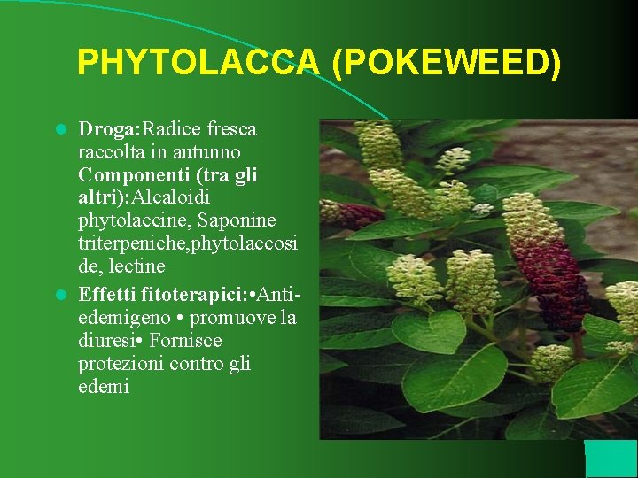 PHYTOLACCA (POKEWEED) Droga: Radice fresca raccolta in autunno Componenti (tra gli altri): Alcaloidi phytolaccine,