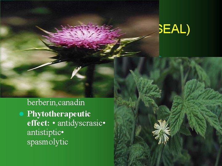 HYDRASTIS (CANADIAN GOLDENSEAL) Drug: dried rootstock l Components (amongst others): Alkaloids including hydrastin, berberin,
