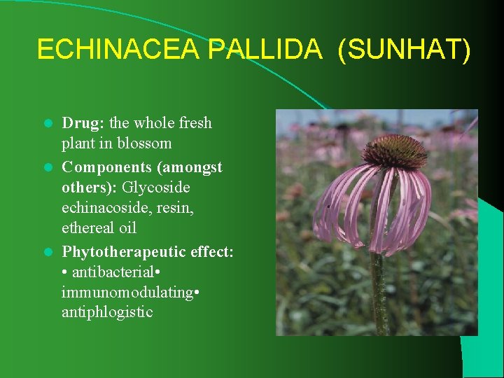 ECHINACEA PALLIDA (SUNHAT) Drug: the whole fresh plant in blossom l Components (amongst others):