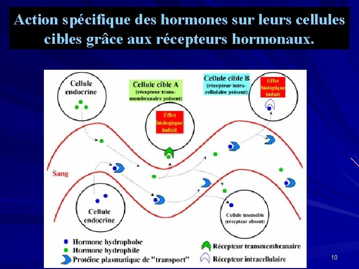 Action spécifique des hormones sur leurs cellules cibles grâce aux récepteurs hormonaux. 10 