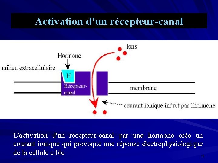 Activation d'un récepteur-canal L'activation d'un récepteur-canal par une hormone crée un courant ionique qui