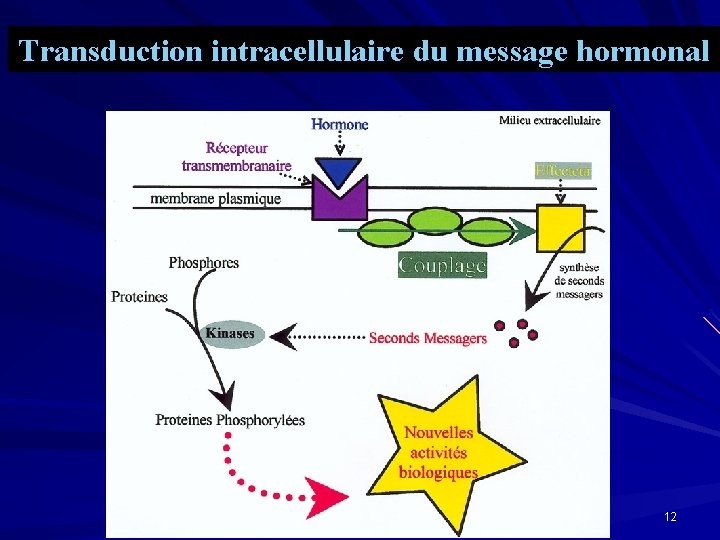 Transduction intracellulaire du message hormonal 12 