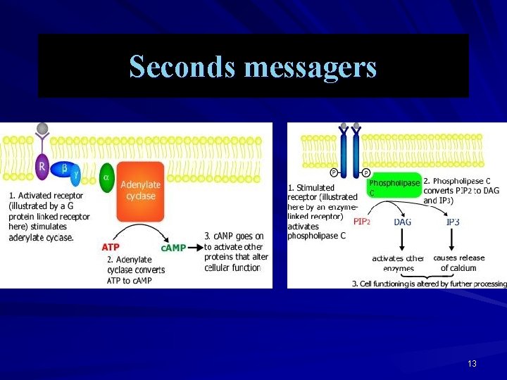 Seconds messagers 13 