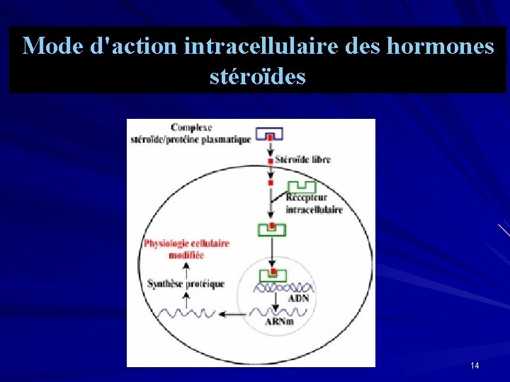 Mode d'action intracellulaire des hormones stéroïdes 14 