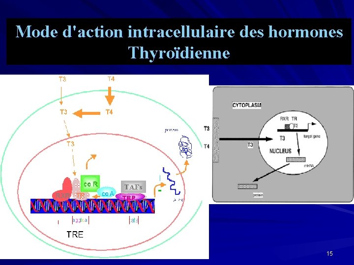 Mode d'action intracellulaire des hormones Thyroïdienne 15 