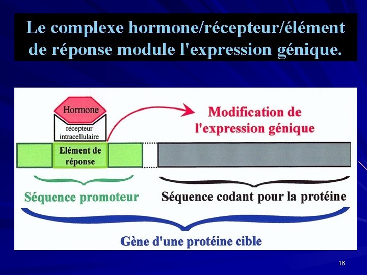 Le complexe hormone/récepteur/élément de réponse module l'expression génique. 16 