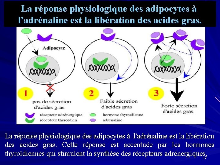 La réponse physiologique des adipocytes à l'adrénaline est la libération des acides gras. La