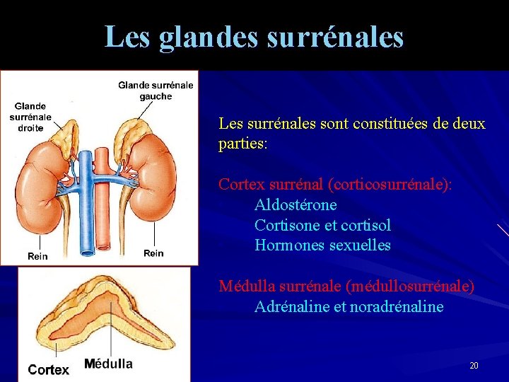 Les glandes surrénales Les surrénales sont constituées de deux parties: Cortex surrénal (corticosurrénale): •